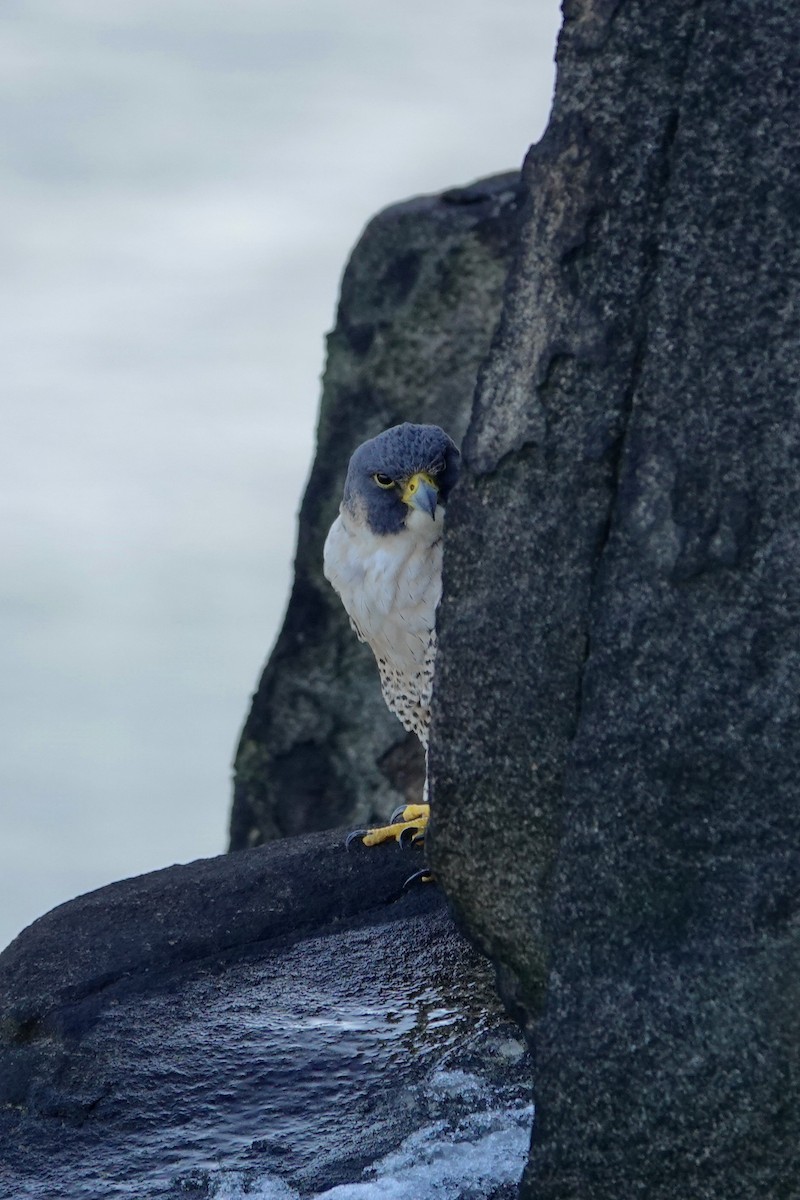 Peregrine Falcon - ML647246743