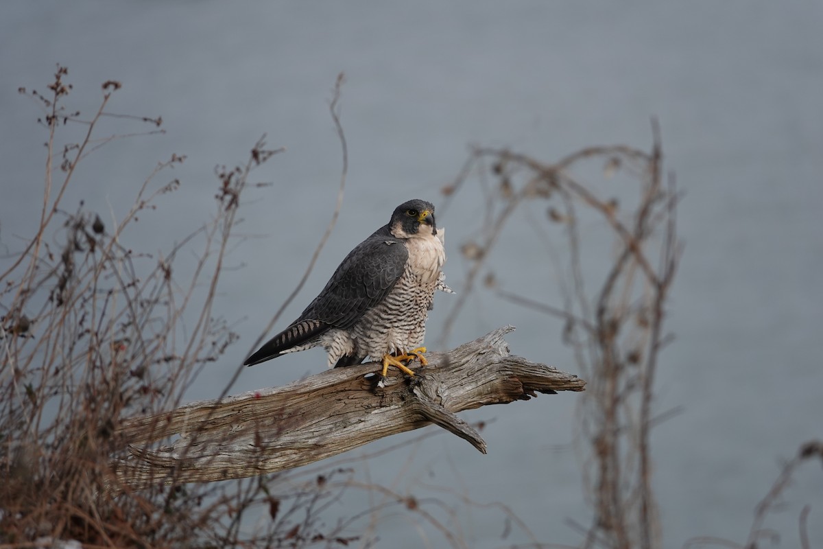 Peregrine Falcon - ML647246744