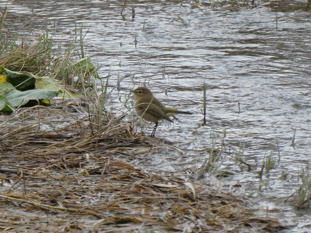 Common Chiffchaff - ML647246748