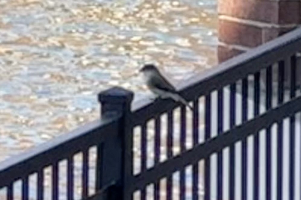 Eastern Phoebe - ML647246764