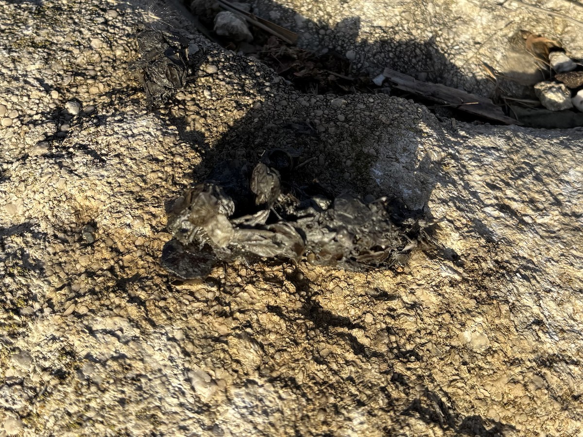 Eurasian Otter - ML647246767