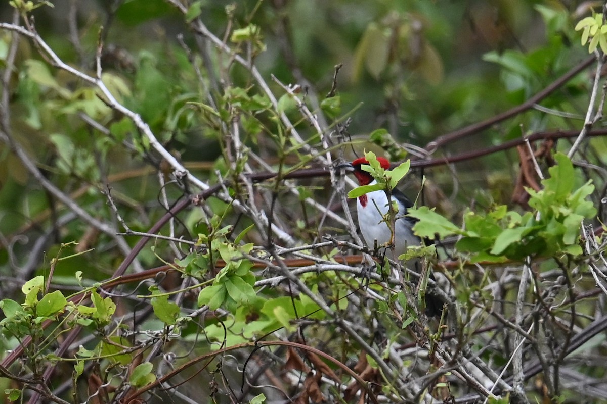 Schwarzohrtangare - ML647246777