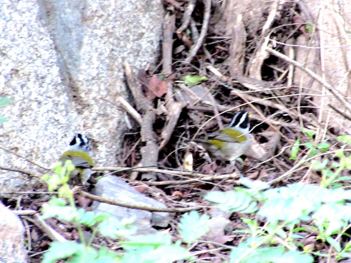 Moss-backed Sparrow - ML647246782