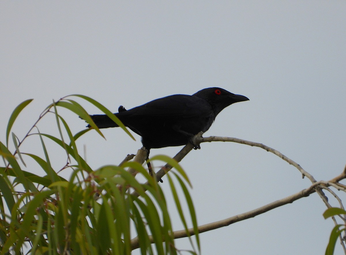 Metallic Starling - ML647246797
