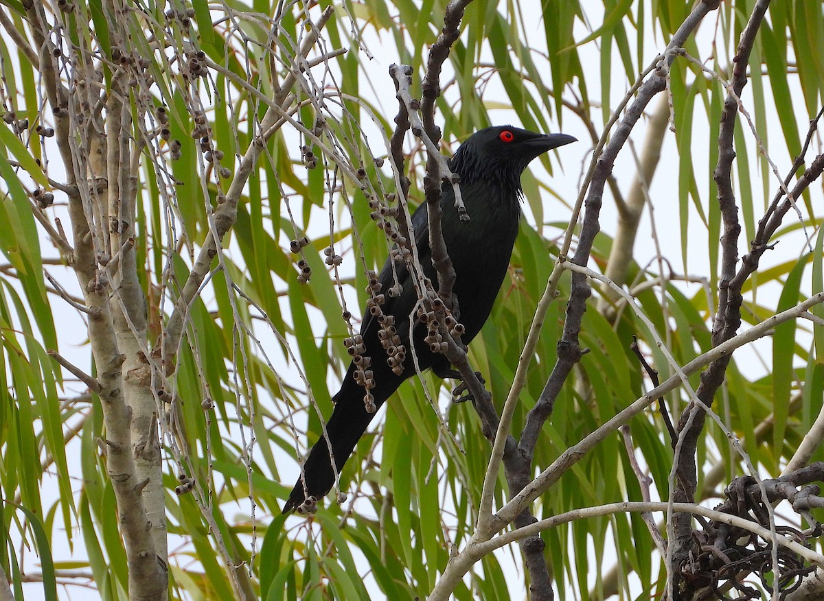 Metallic Starling - ML647246799