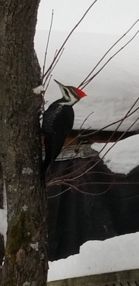 Pileated Woodpecker - ML647246801
