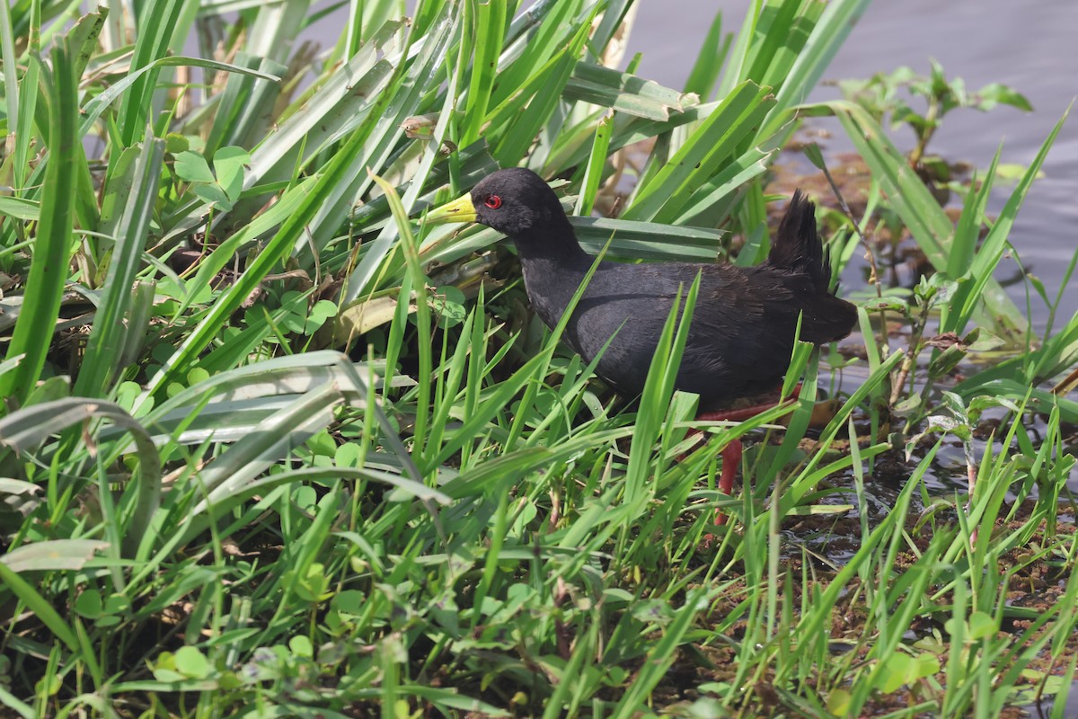 Black Crake - ML647246816