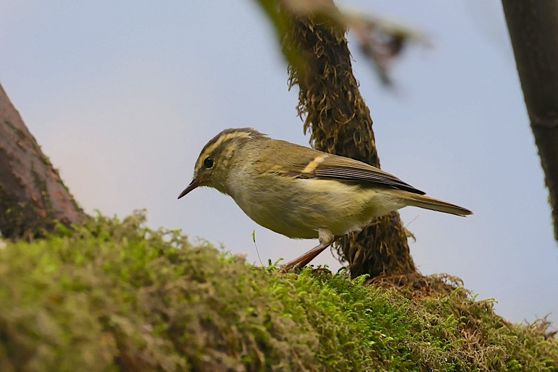 チャバネムシクイ - ML647246823