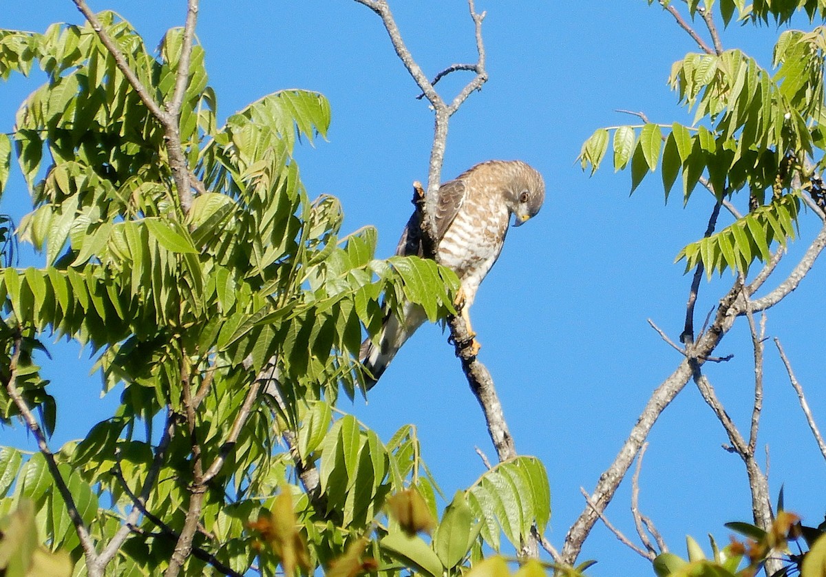 Petite Buse - ML647246836