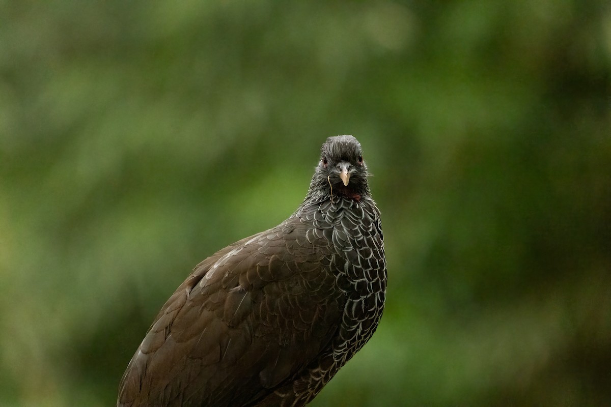 Andean Guan - ML647246839