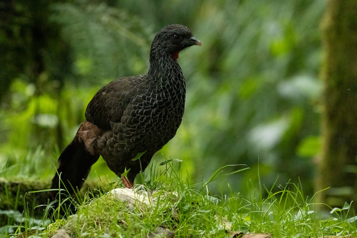 Andean Guan - ML647246840