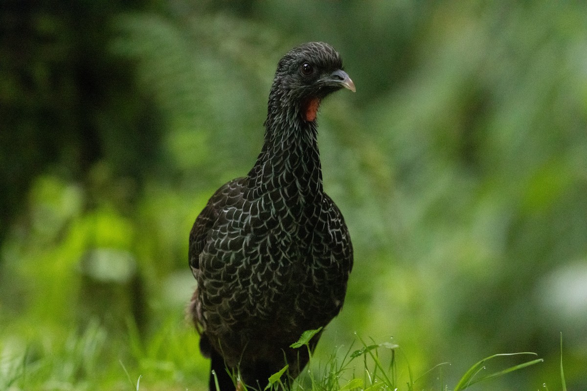 Andean Guan - ML647246841