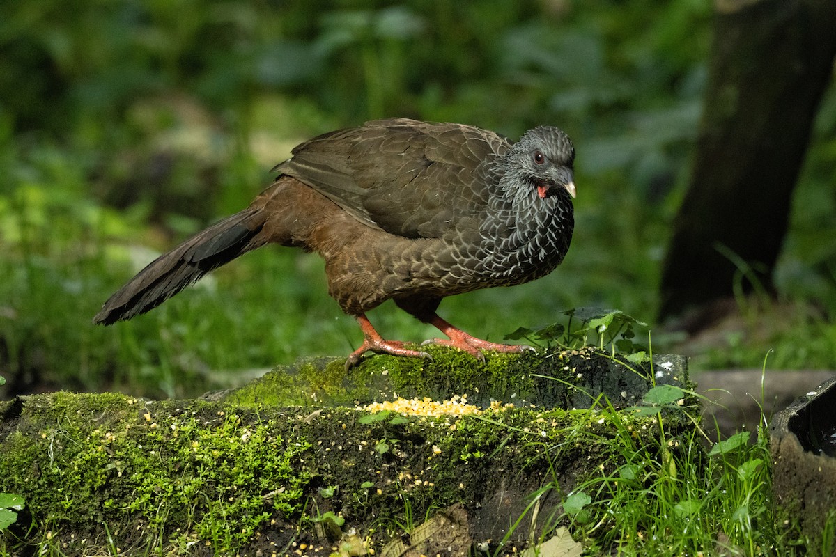 Andean Guan - ML647246842