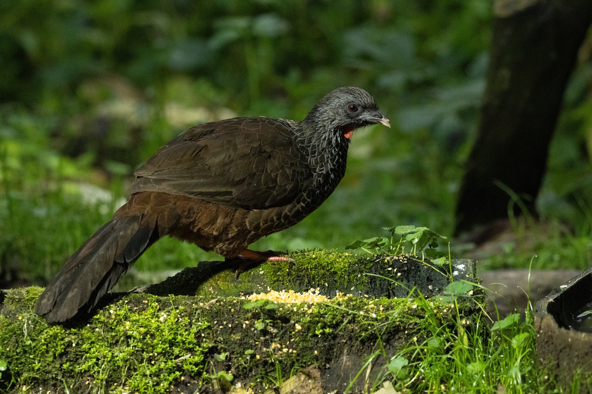 Andean Guan - ML647246843