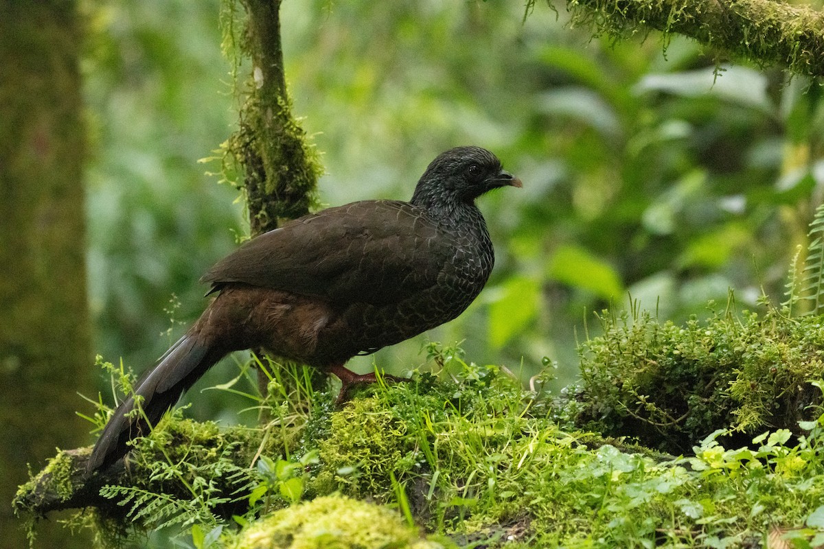 Andean Guan - ML647246844