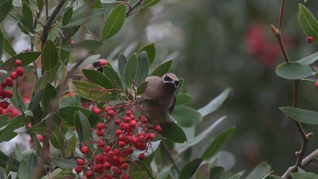 Buztanori amerikarra - ML647246850