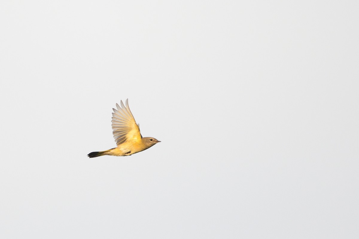 American Redstart - ML647246852