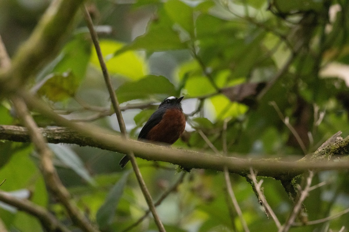 Pitajo à ventre brun - ML647246879