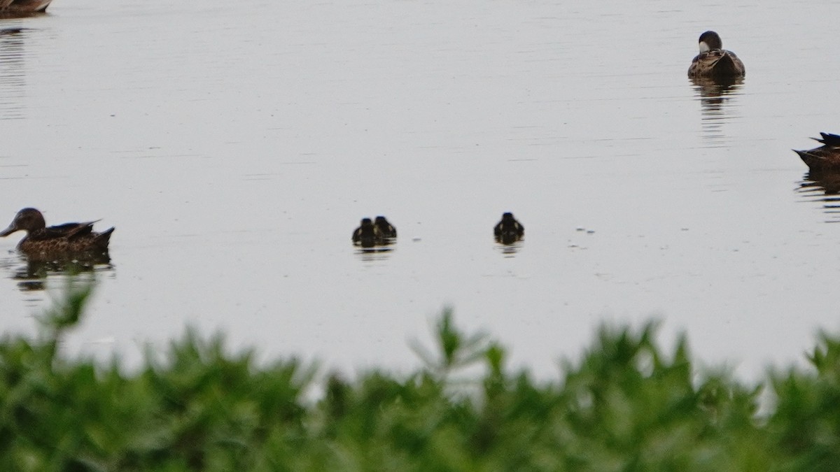 Cinnamon Teal - ML647246887