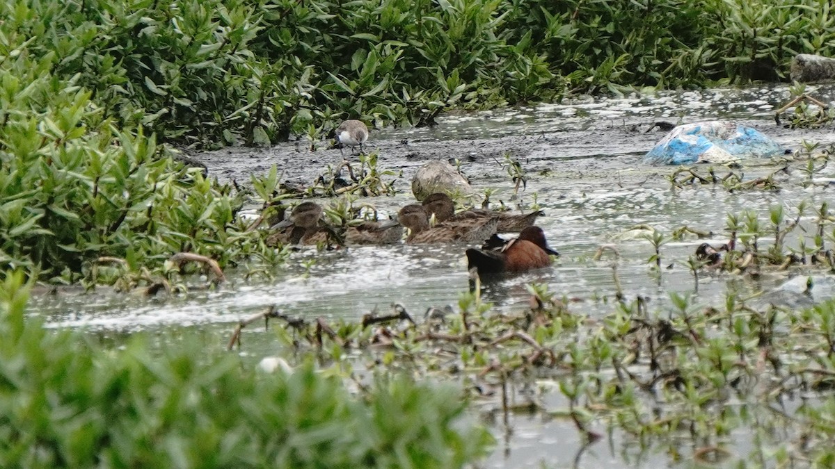 Cinnamon Teal - ML647246889