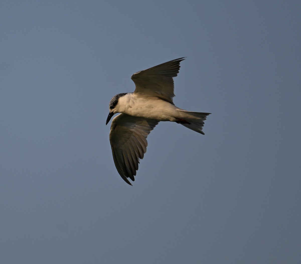 黑腹燕鷗 - ML647246890