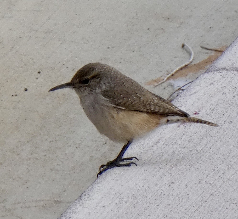Rock Wren - ML647246893