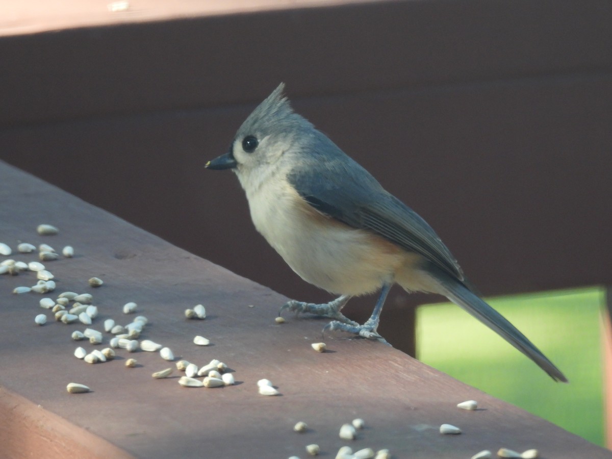 Tufted Titmouse - ML647246894