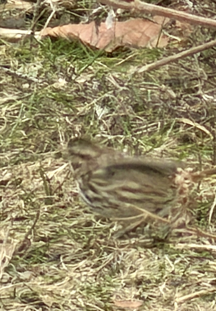 Song Sparrow - ML647246895