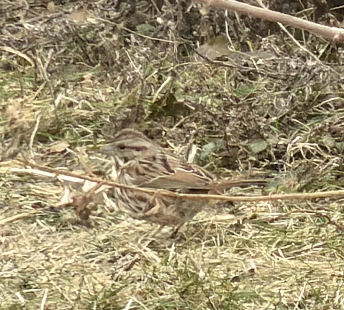 Song Sparrow - ML647246896