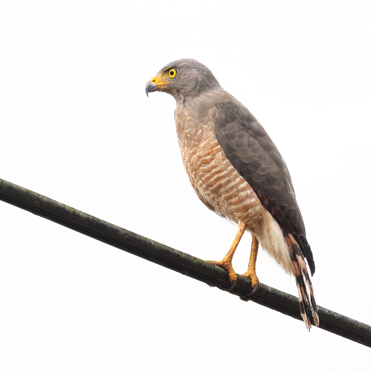 Roadside Hawk - ML647246897