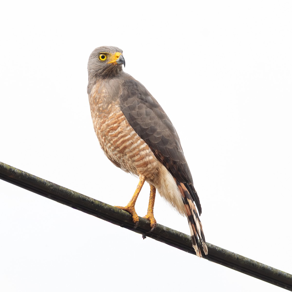 Roadside Hawk - ML647246898