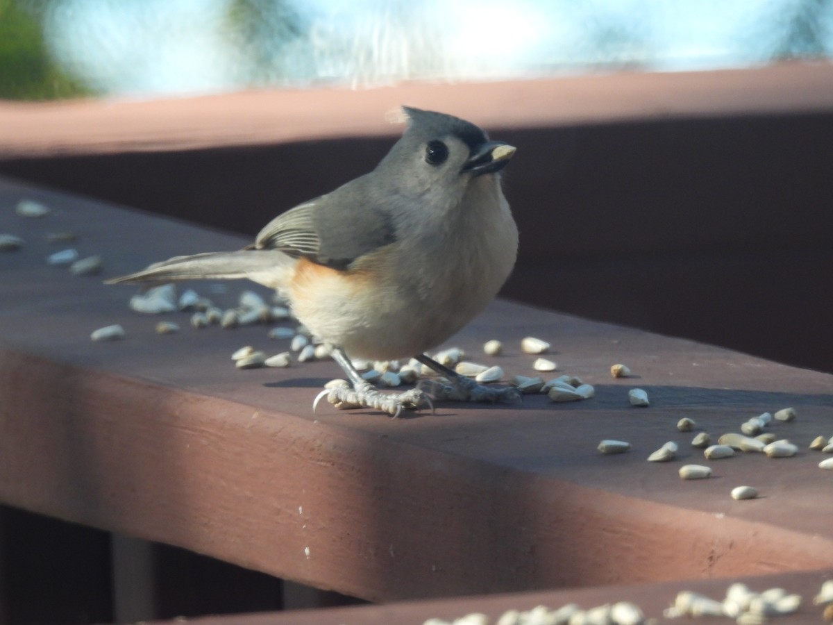 Tufted Titmouse - ML647246899