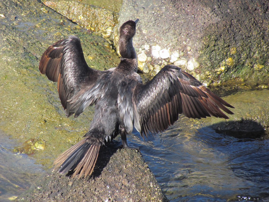 Neotropic Cormorant - ML647246900