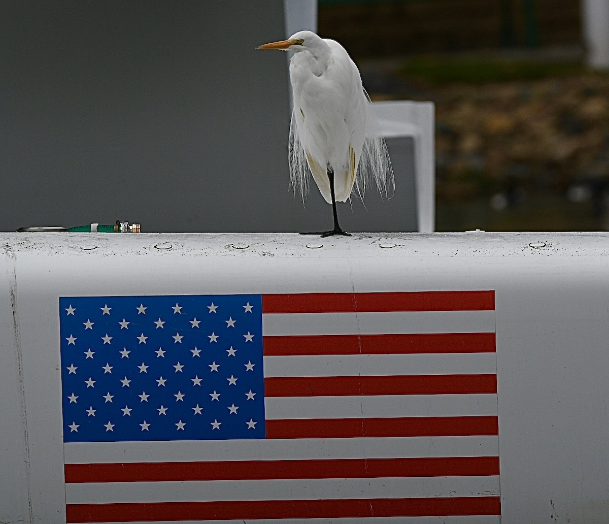 大白鷺 - ML647246901