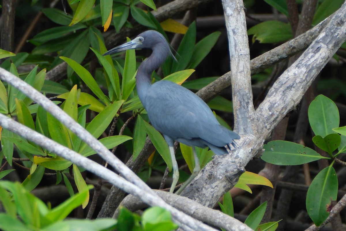 Little Blue Heron - ML647246902