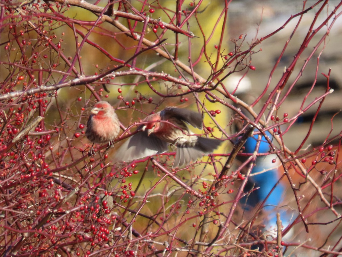 House Finch - ML647246903