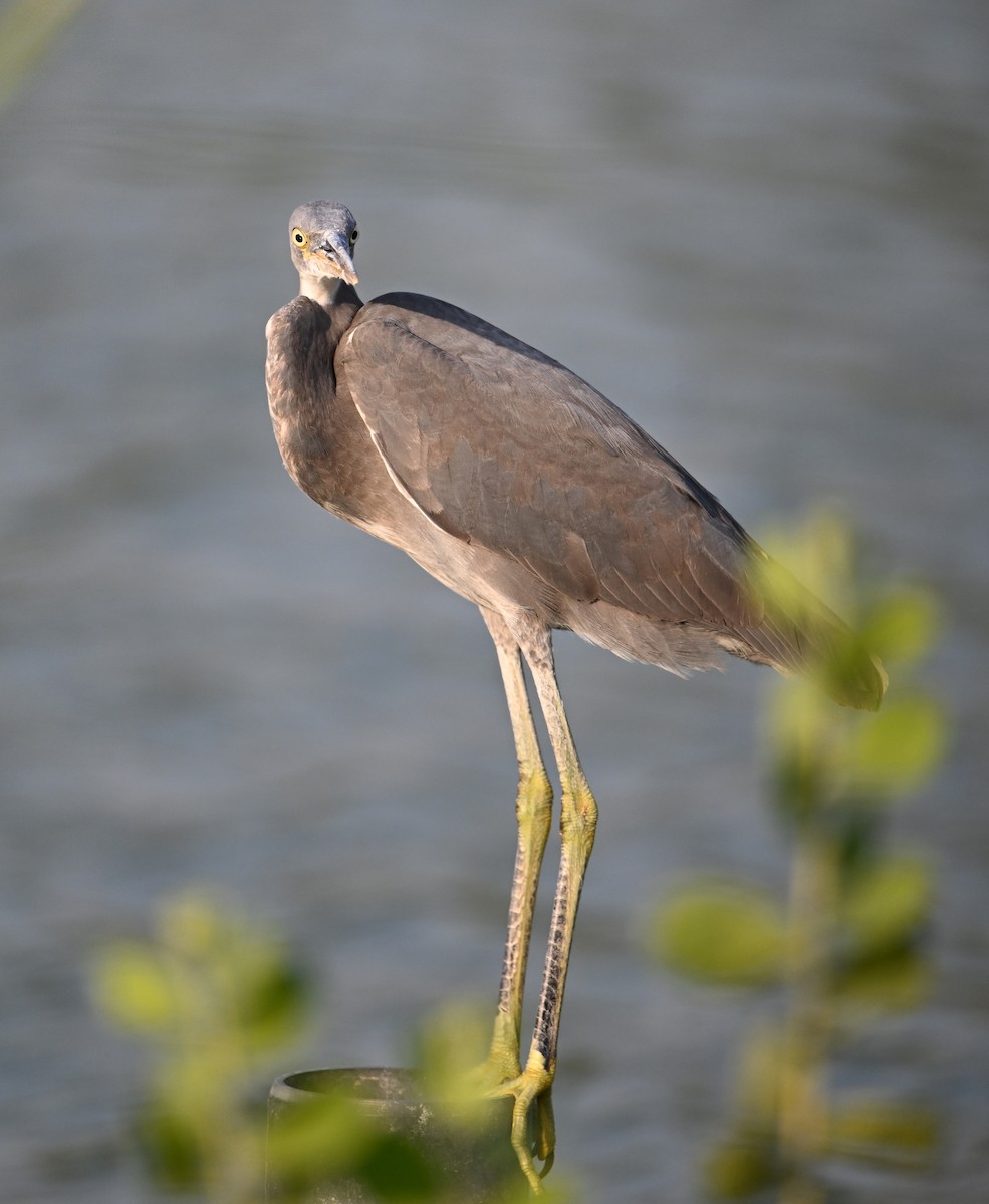 Western Reef-Heron - ML647246904