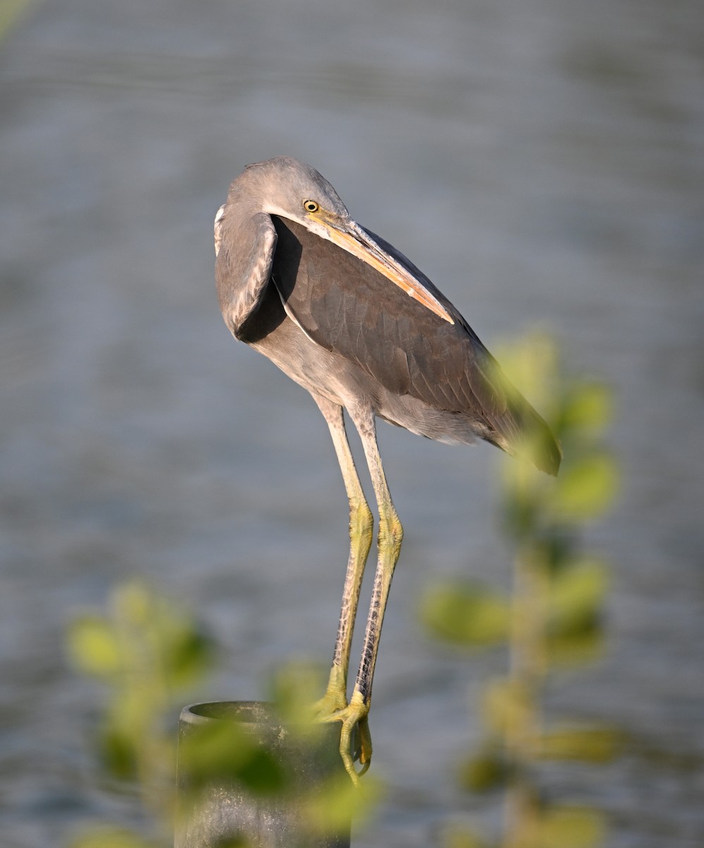 Western Reef-Heron - ML647246905