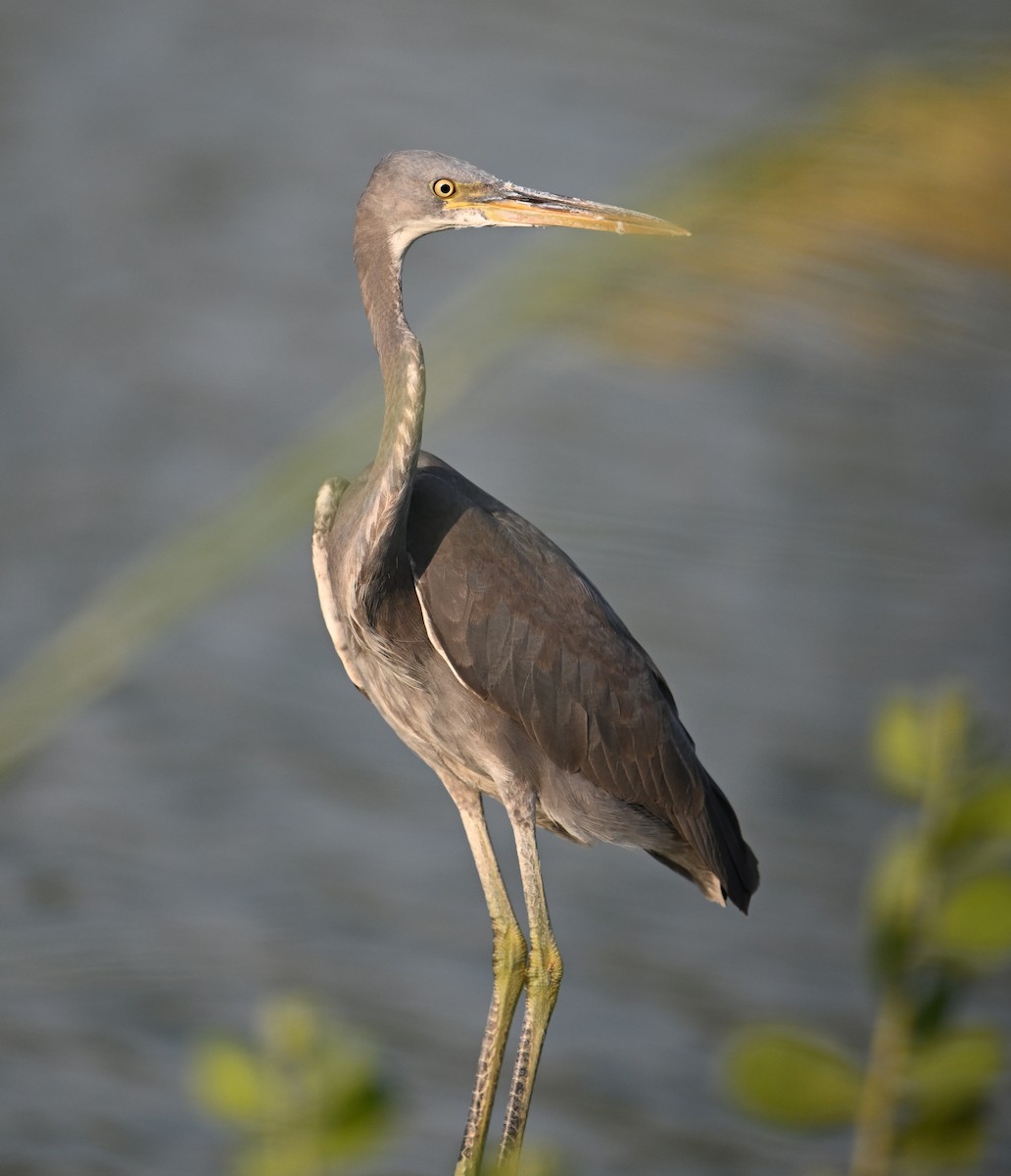 Western Reef-Heron - ML647246906