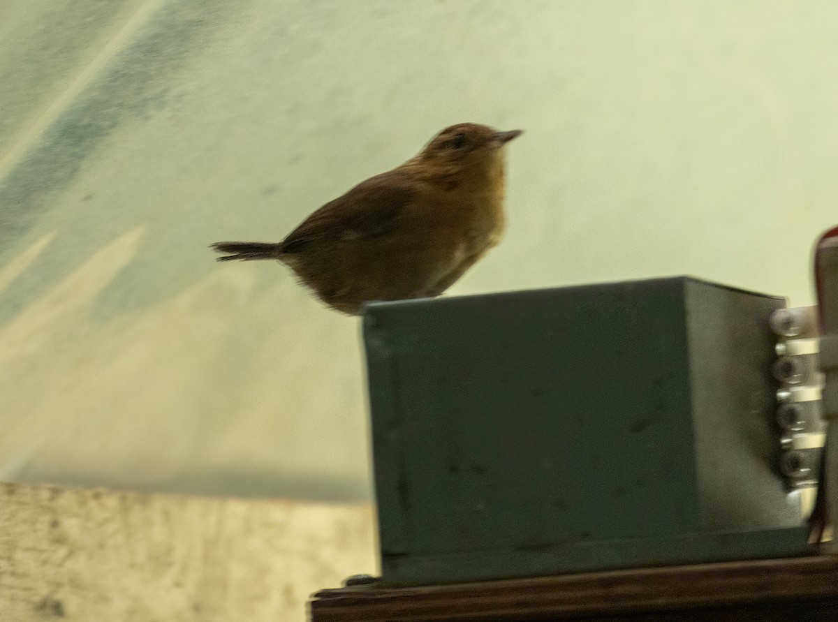Mountain Wren - ML647246907
