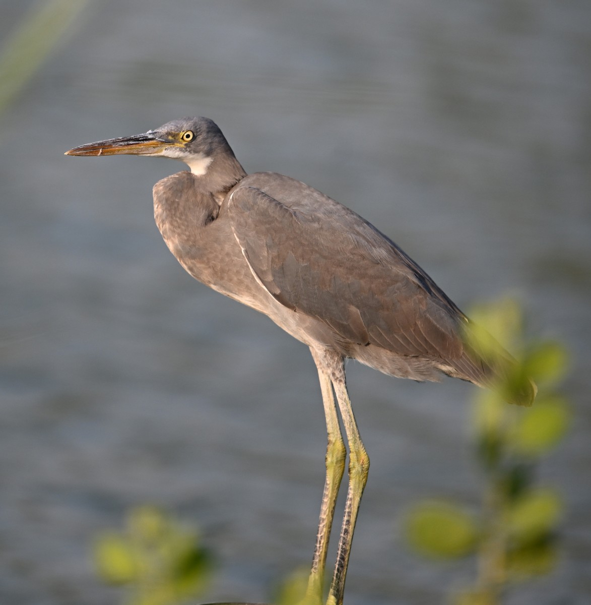 Western Reef-Heron - ML647246908