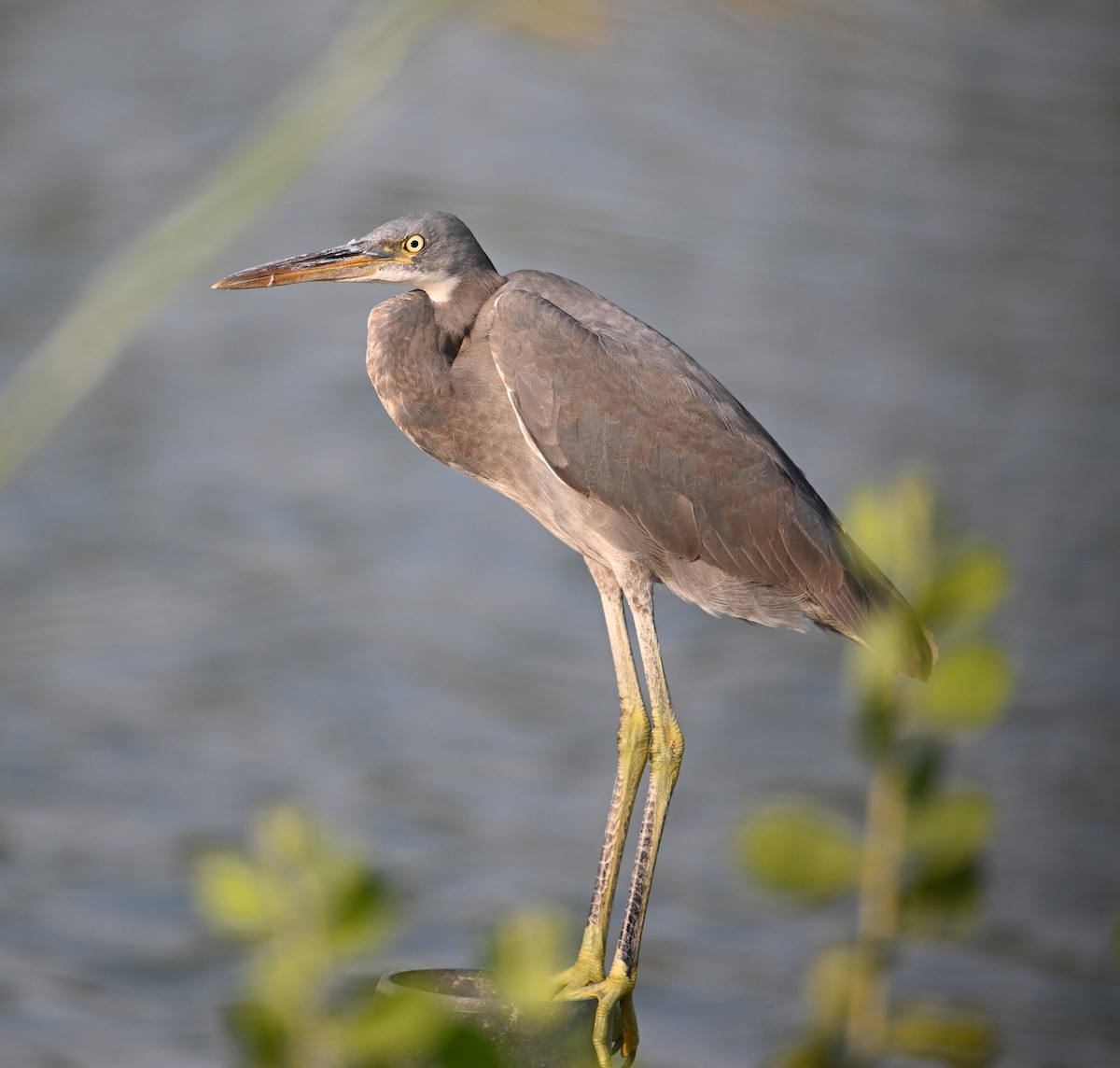 Western Reef-Heron - ML647246909