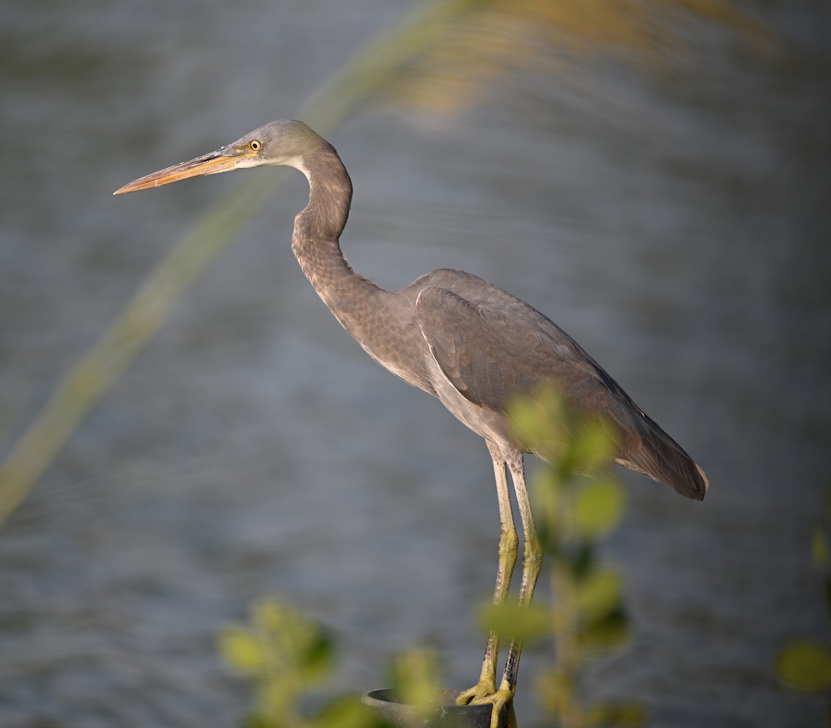 Western Reef-Heron - ML647246910