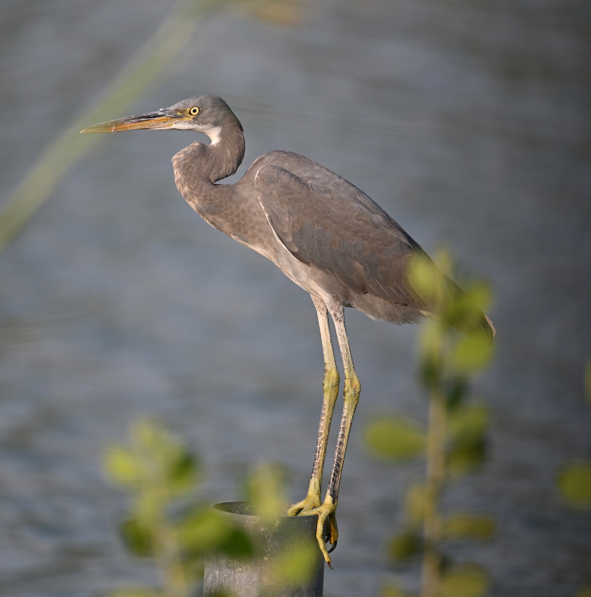 Western Reef-Heron - ML647246911