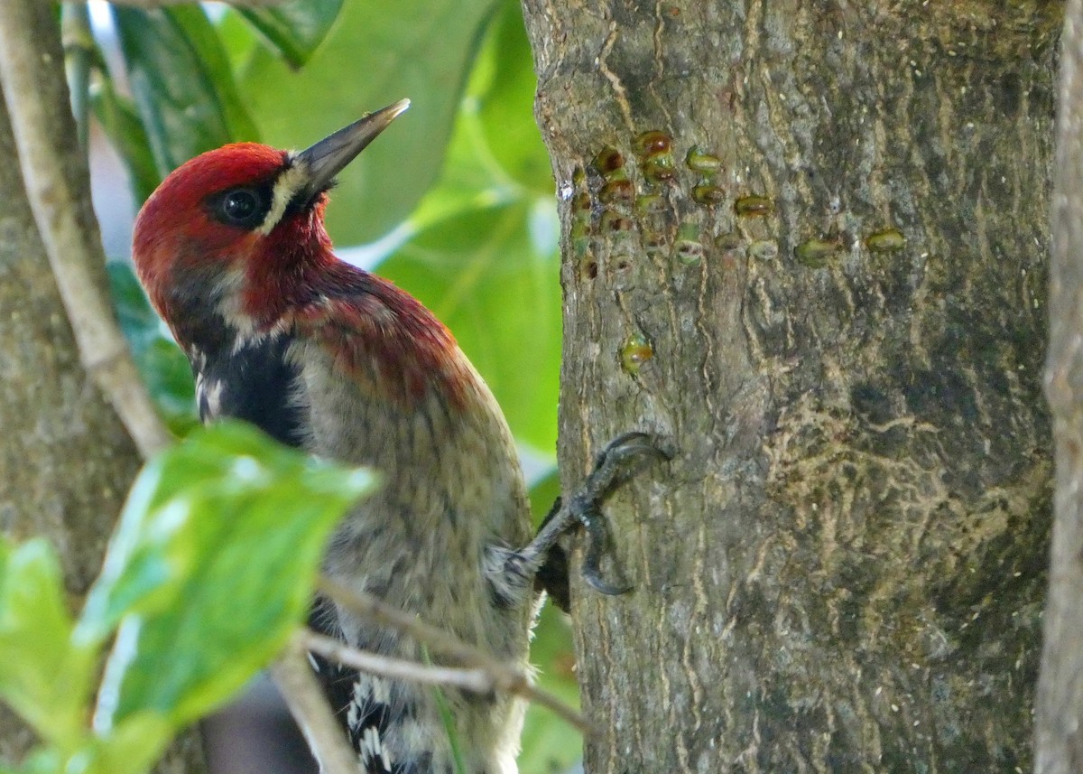 Red-breasted Sapsucker - ML647246912