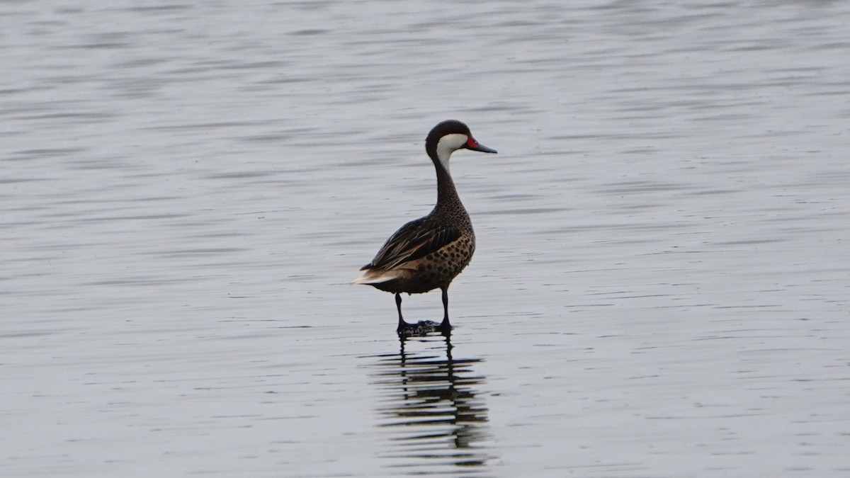 White-cheeked Pintail - ML647246917