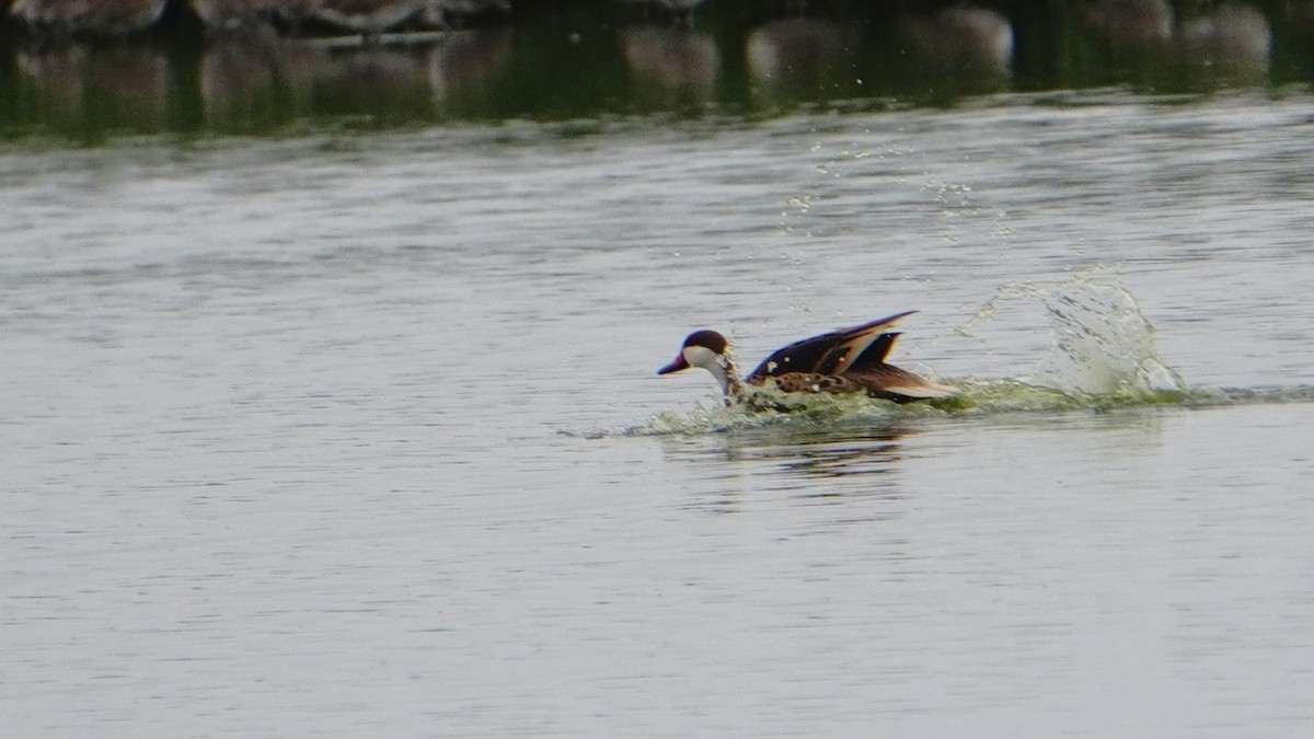 White-cheeked Pintail - ML647246918
