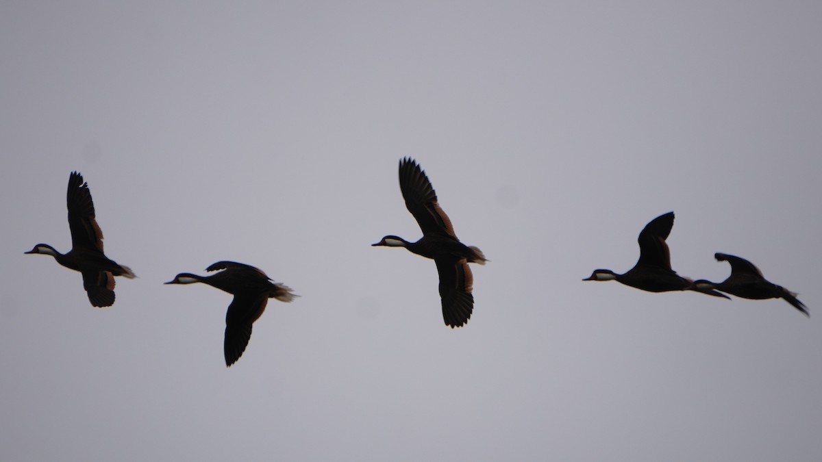 White-cheeked Pintail - ML647246919