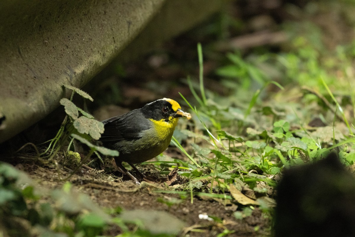 Pale-naped Brushfinch - ML647246921