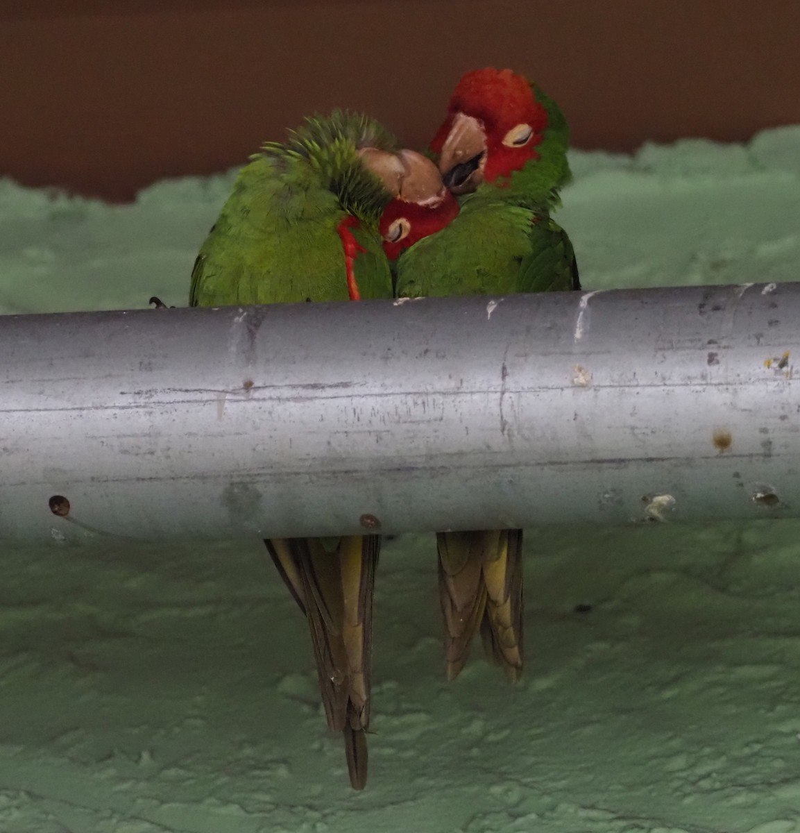 紅臉鸚鵡 - ML647246922